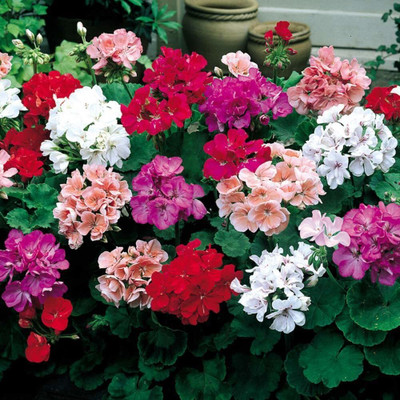 CRGO GERANIUM Seed(15 per packet)