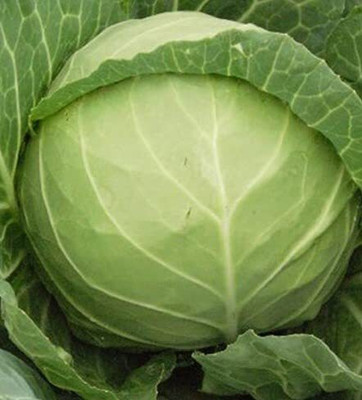 Aywal Vegetables Cabbage Seed(425 per packet)