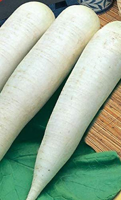 CYBEXIS Seeds of Vegetable Radish Mooli Minnow Early600 Seeds Seed(600 per packet)