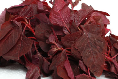 URRO Red Amaranth Seed(1000 per packet)