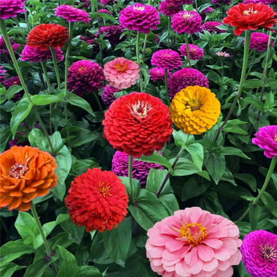 UGRA Zinnia Mix Seed(15 per packet)