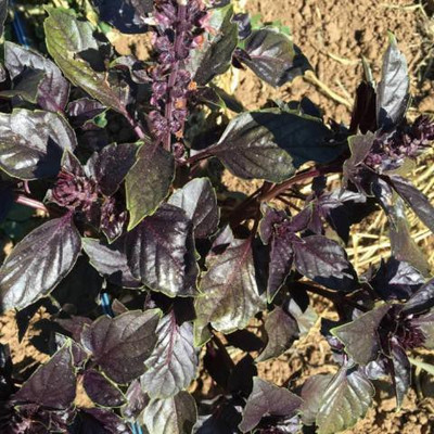 WILLVINE NBIR-39 Basil Red Rubin Seeds Seed(1000 per packet)