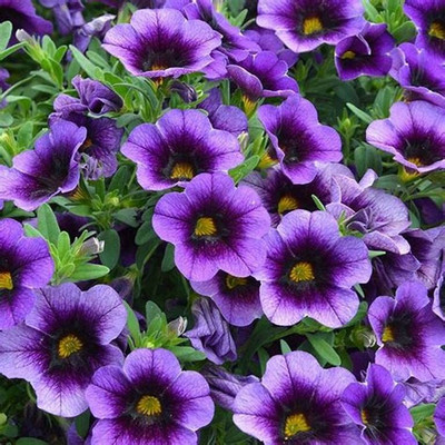 CYBEXIS Petunia Hybrid F1 Seeds(Purple) Seed(1 g)