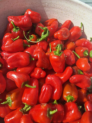 KNESSiN Heat Tolerant Lunch Box Red Capsicum Vegetable Seeds For Planting-(100 Seeds) Seed(100 per packet)