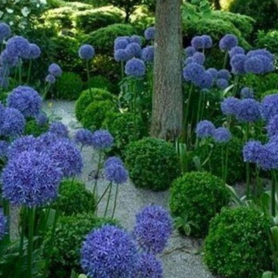 Qualtivate HYB-9A Dwarf- Light Purple Giant Onion Seeds Seed(500 per packet)