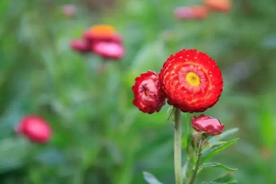 Aro Gomphrena Seed(120 per packet)