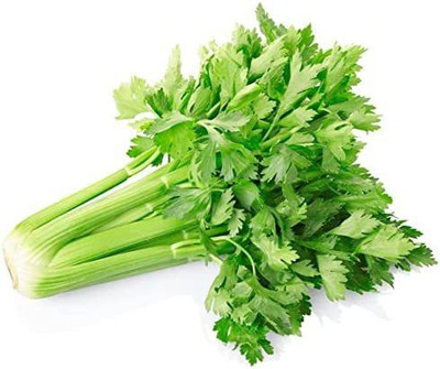 VibeX GUA-49 - Celery Utah Tall - (750 Seeds) Seed(750 per packet)