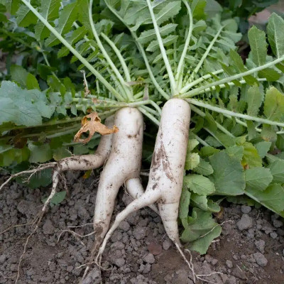 SUPRIKAM WHITE RADISH(MULI/MULA) Seed(200 per packet)