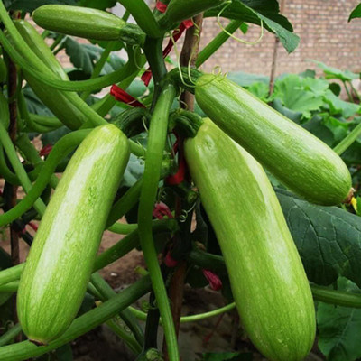 CYBEXIS Zucchini Pepo Seeds-50 Seeds Seed(50 per packet)