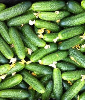 Qualtivate PUAS-7A Cucumber Envy of a Neighbor F1 Seed(300 per packet)
