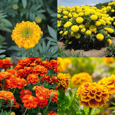 AMAJIT Marigold flower seeds Home Gerdening,Genda mix flower seeds Seed(50 per packet)