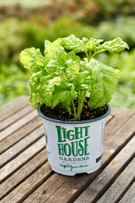 Qualtivate NDIR-70 Lettuce Leaf Basil Seed(1000 per packet)