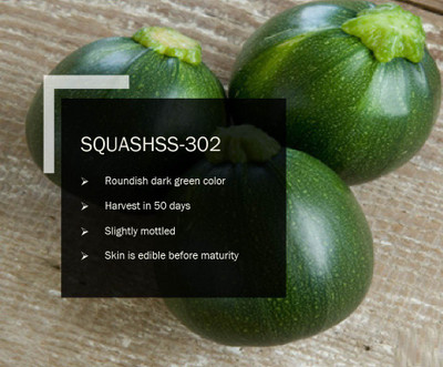 CYBEXIS SQUASH SS-302 SEEDS(100 Seeds) Seed(100 per packet)