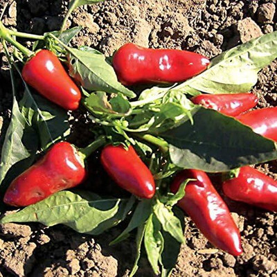 Qualtivate ICRA-2A Fresno Chilli Pepper Seed(300 per packet)