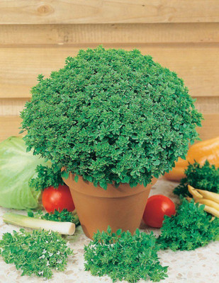 WILLVINE VVI-8 Compact Minette Basil Seeds Seed(1000 per packet)