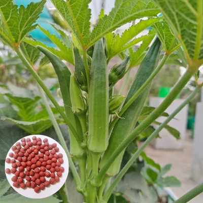 DEYS AGRO ™ lady finger seeds,summer vegetable Seed(33 per packet)