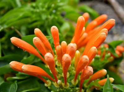 MG ALL IN ONE kanakambaram-firecracker-crossandra Seed(36 per packet)