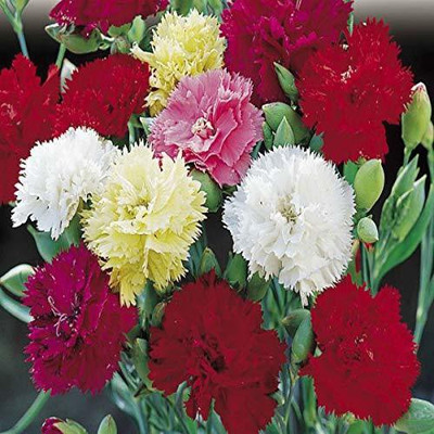 CYBEXIS Carnation Giant Chabaud Mixed Color Flowering Seeds Seed(50 per packet)