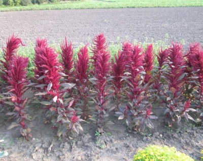 Aywal Amaranthus Burgundy Red/ Dark Green Flower Seed(60 per packet)