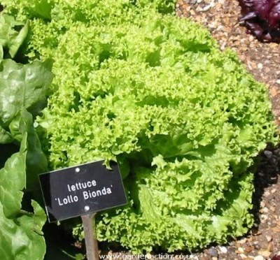 CYBEXIS Organic Lettuce seeds LOLLO BIONDA old Italian heritage variety1000 Seeds Seed(1000 per packet)