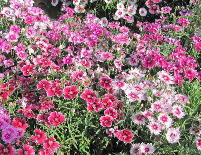 ACCELCROP Dianthus Multicolor Color Flower Seed(60 per packet)