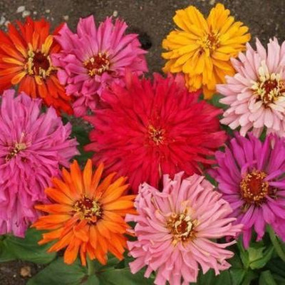 CYBEXIS ZINNIA CACTUS MIXED FLOWER SEEDS Seed(25 per packet)
