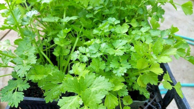 CEZIUS Home Garden/Gardening Green leafy herb coriander-a3S Seed(340 per packet)