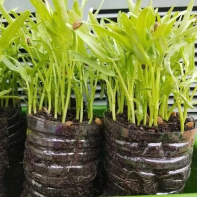 CYBEXIS ATS-67 - Water Convolvulus - Chinese Spinach - (250 Seeds) Seed(250 per packet)