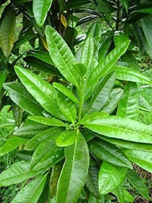 WILLVINE XL-82 Allspice Pimento Ganda Seed(100 per packet)