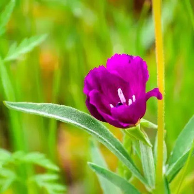MAA Clarkia Seed(25 per packet)