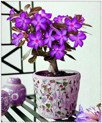 Qualtivate VVI-280 Violet Adenium obesum Desert Rose Seeds Seed(30 per packet)