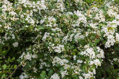 seedex gypsophila flower Seed(200 per packet)