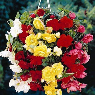 Qualtivate VVI-72 Cascade Pendula Begonia Mix Seeds Seed(25 per packet)