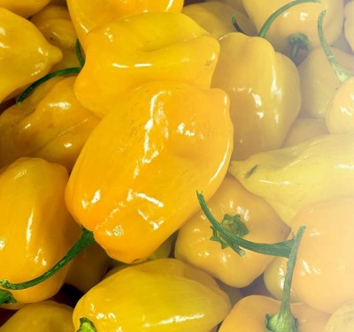 Biosnyg Chilli Yellow Habanero Pepper[500 Seeds] Seed(500 per packet)