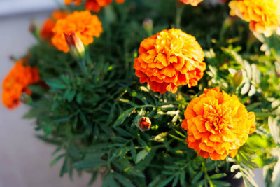 Kofy marigold/gende ka phool flower seeds Seed(25 per packet)