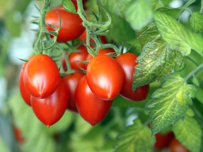 TRICONE Organic Red Tomato Plant Seeds Tamatar Beej 140 Seeds Pack DF18 Seed(140 per packet)