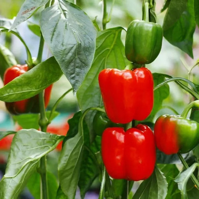 Kirat Chinese High Quality Bell Pepper Seed(100 per packet)