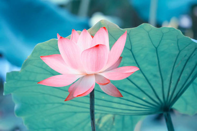 SONIRO lotus,kamal gatta Seed(10 per packet)