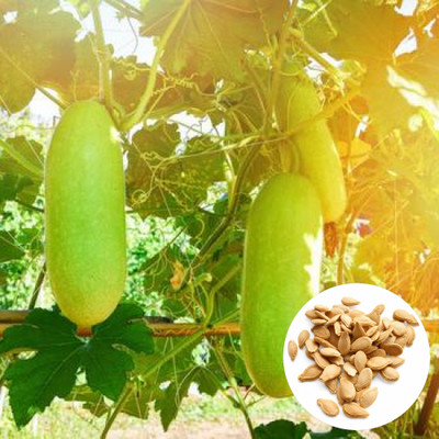 BaidyaNursery Ash Gourd, Winter Melon, Wax Gourd, White Pumpkin, Chalkumro Seed(16 per packet)