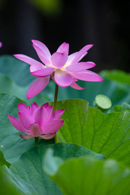 QALANDAR lotus,kamal gatta Seed(11 per packet)