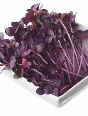 Qualtivate HYB-8A Rambo Radish Sprouting Seeds Seed(300 per packet)