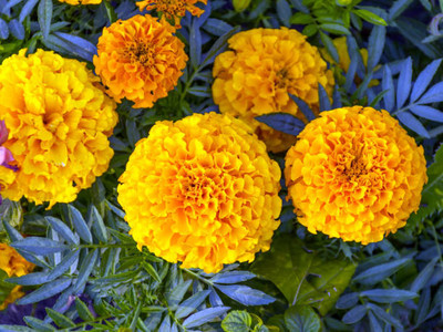 clause marigold/gende ka phool flower seeds Seed(25 per packet)