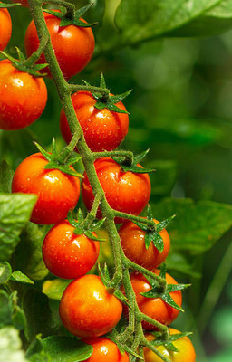 SHREENATHJI SEEDS FARM tomato Seed(100 per packet)
