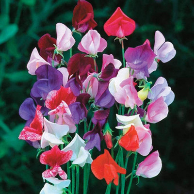 CYBEXIS Sweet Pea 'Heirloom Mixed'Lathyrus odoratus Hardy Annual Flower Seed(50 per packet)
