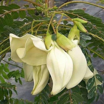 Arshiayat agathi seeds, sesbania grandiflora seeds, Agati grandiflora Seed(12 per packet)