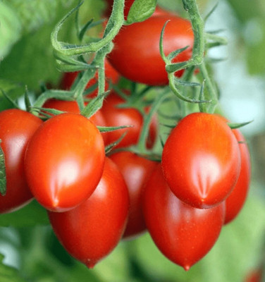 Paudha Tomato Roma Seed(30 per packet)