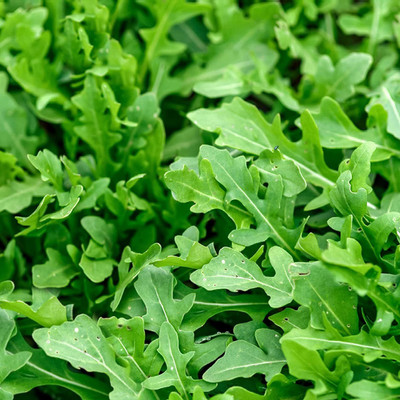 CYBEXIS TLX-7 - Arugula - Rocket Salat (Roquette) - (750 Seeds) Seed(750 per packet)