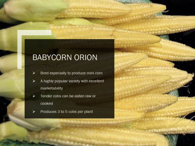 CYBEXIS HYBRID BABYCORN ORION SEEDS(1000 Seeds) Seed(1000 per packet)