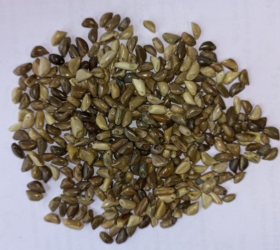 NaturalAgrocare Natural Agrocare Super Napier/Pakchong-1 Grass Seeds, High Yield Multi Cut Grass Seed(50 g)