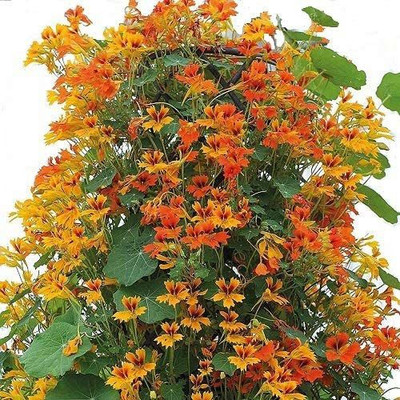 CYBEXIS Nasturtium 'Phoenix' / Tropaeolum Minus Seed(1 g)